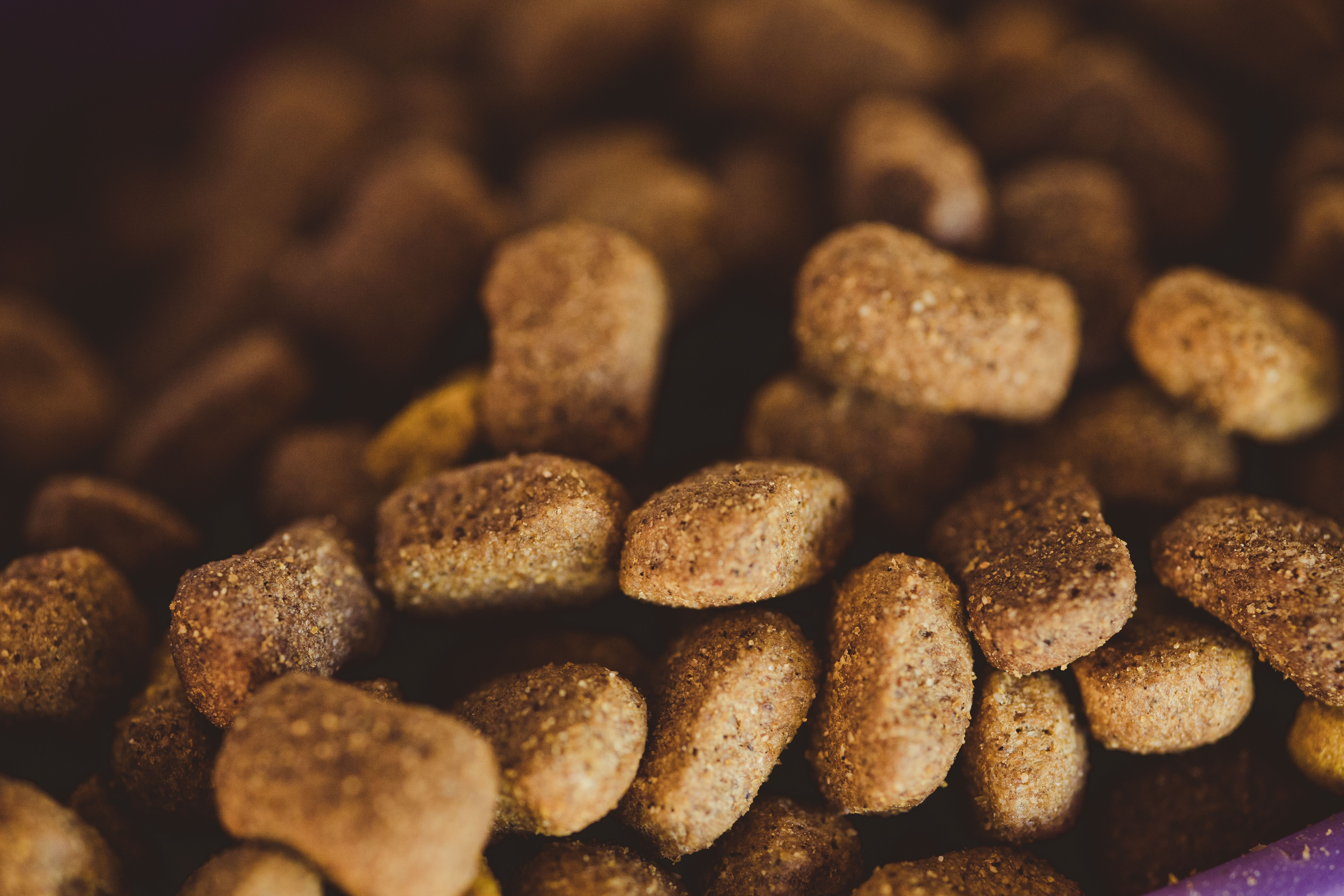 Close-up of dry pet food kibble